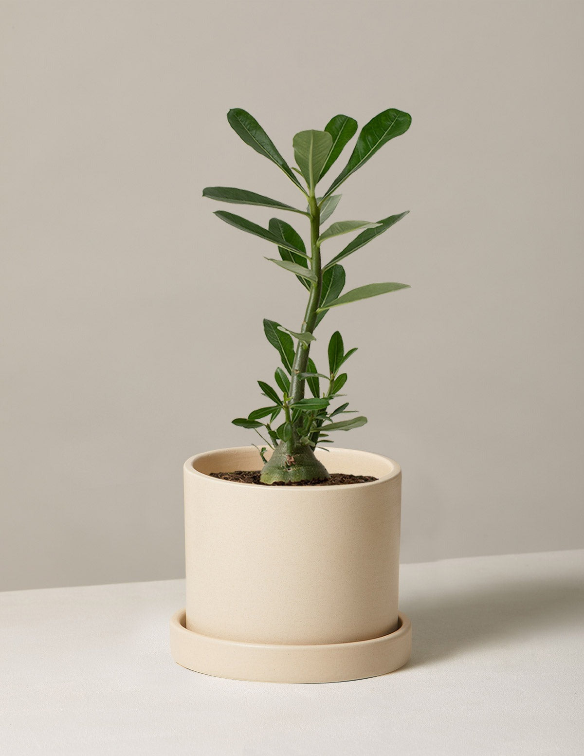 Desert Rose