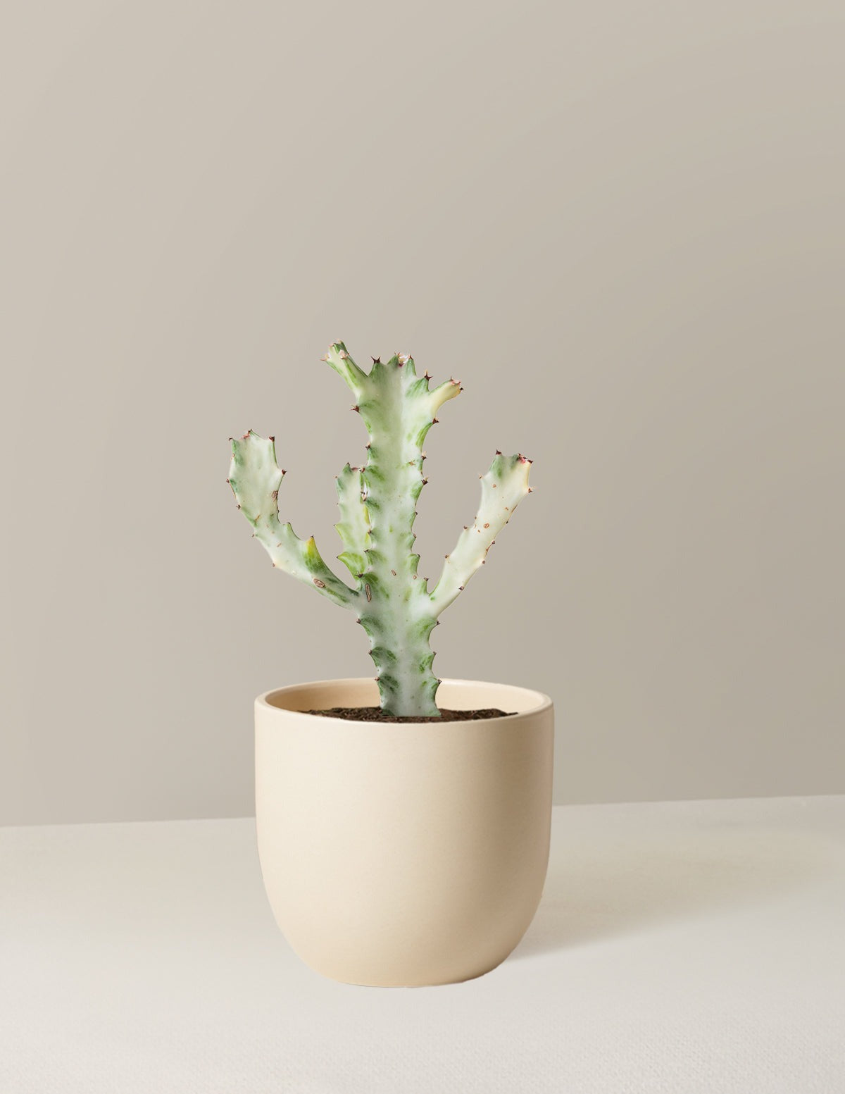 Euphorbia White Ghost