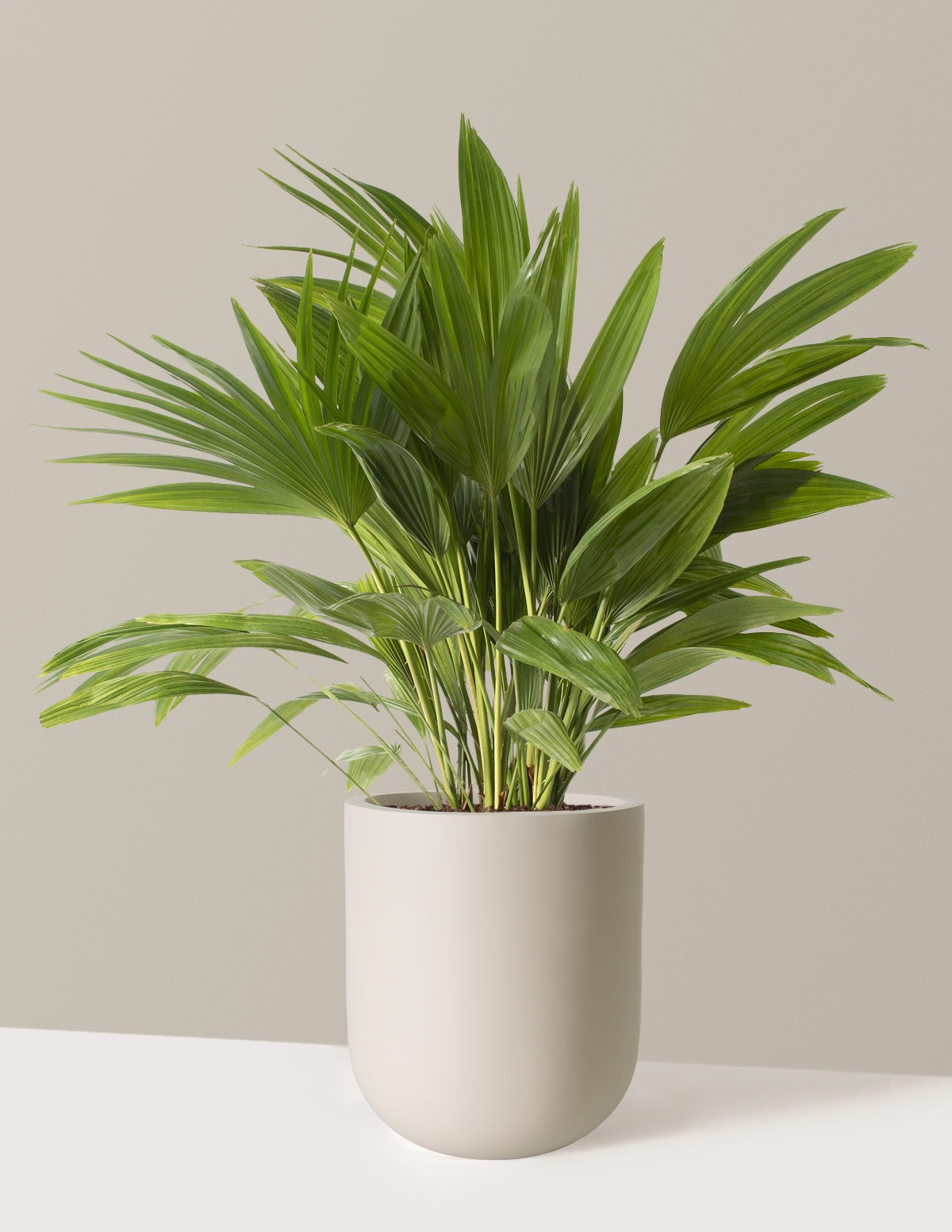 Fan Palm