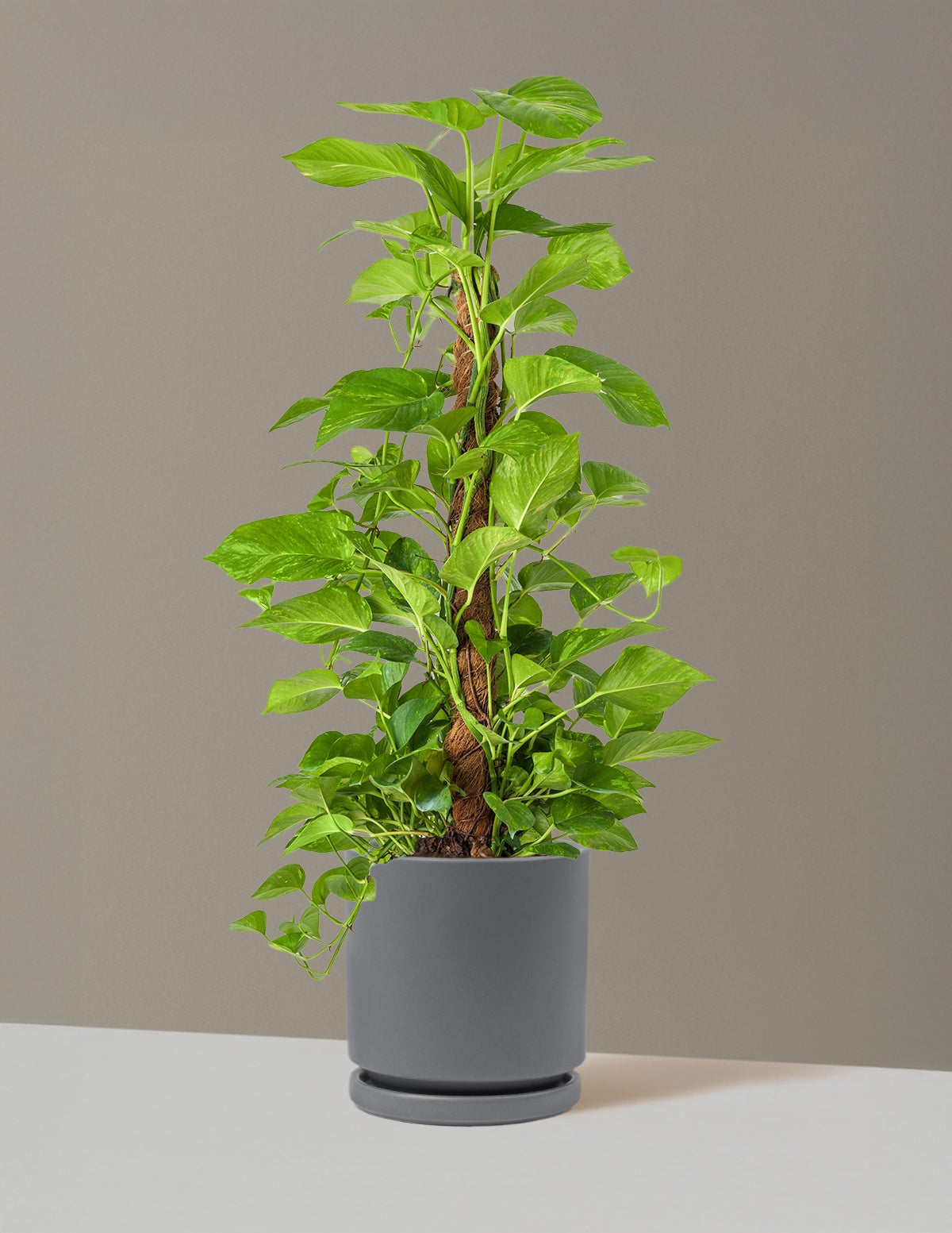 Golden Pothos Totem