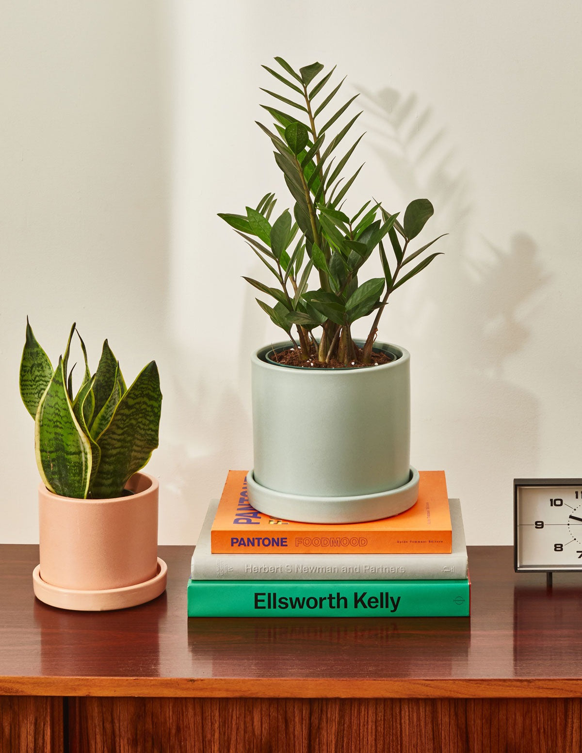 ZZ Plant Party Pack