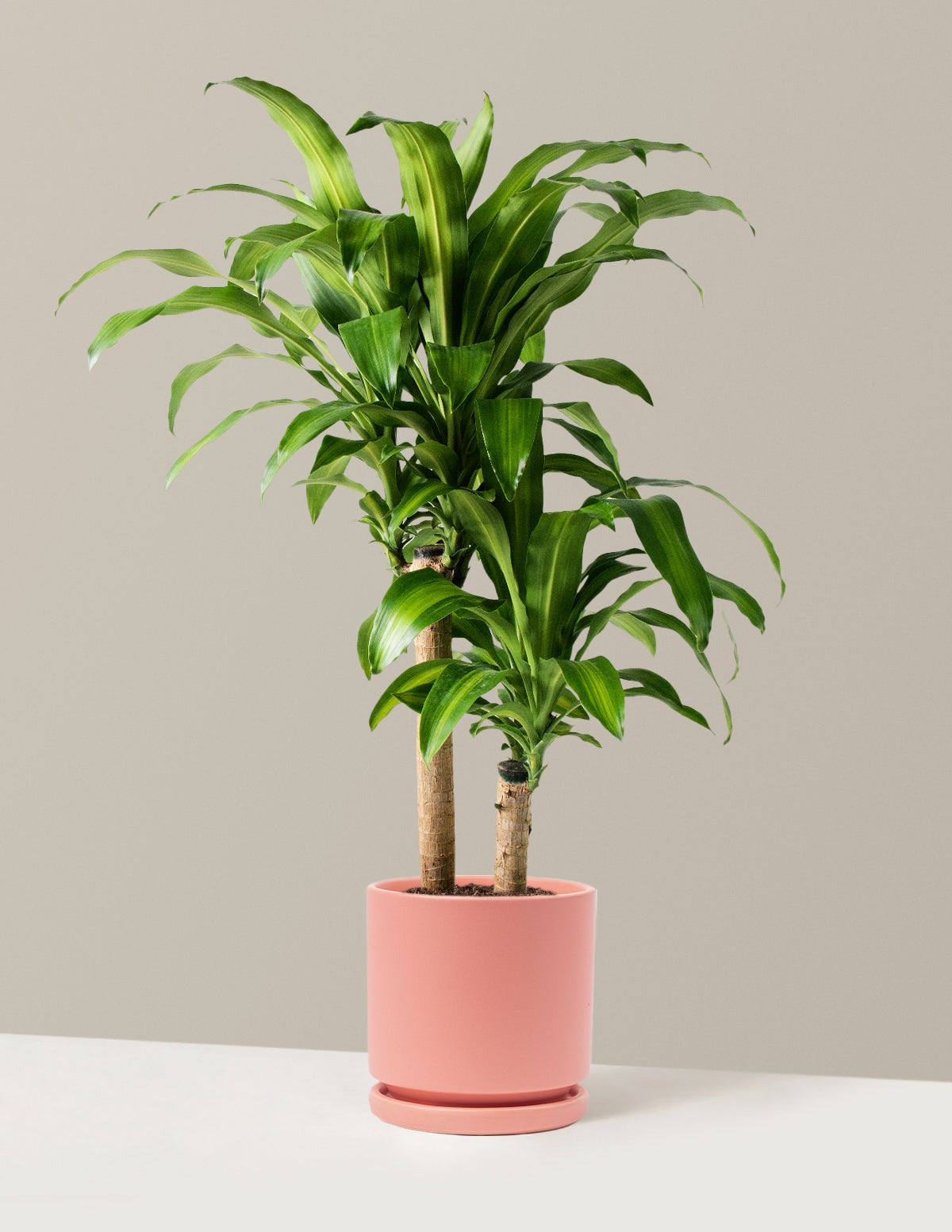 Dracaena Mass Cane