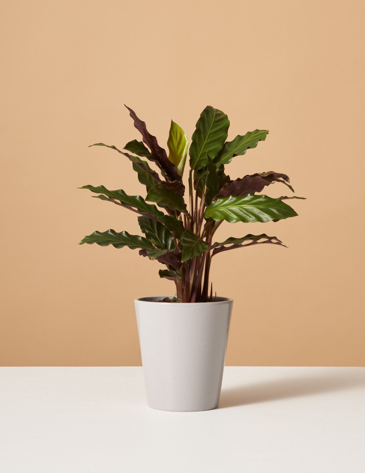 Calathea Wavestar