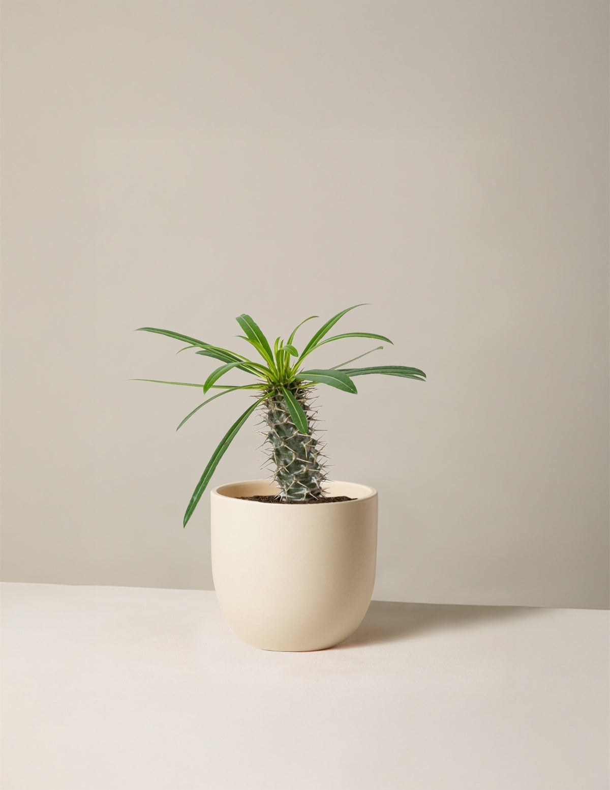 Madagascar Palm