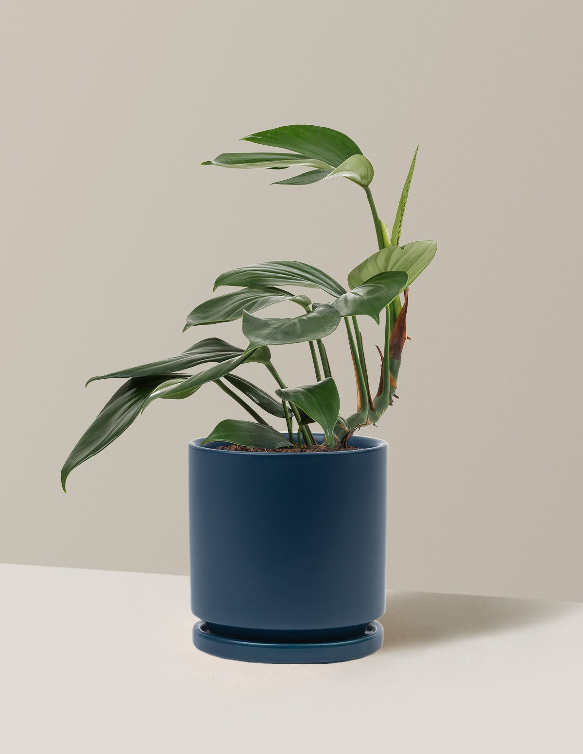 Dragon Tail Plant