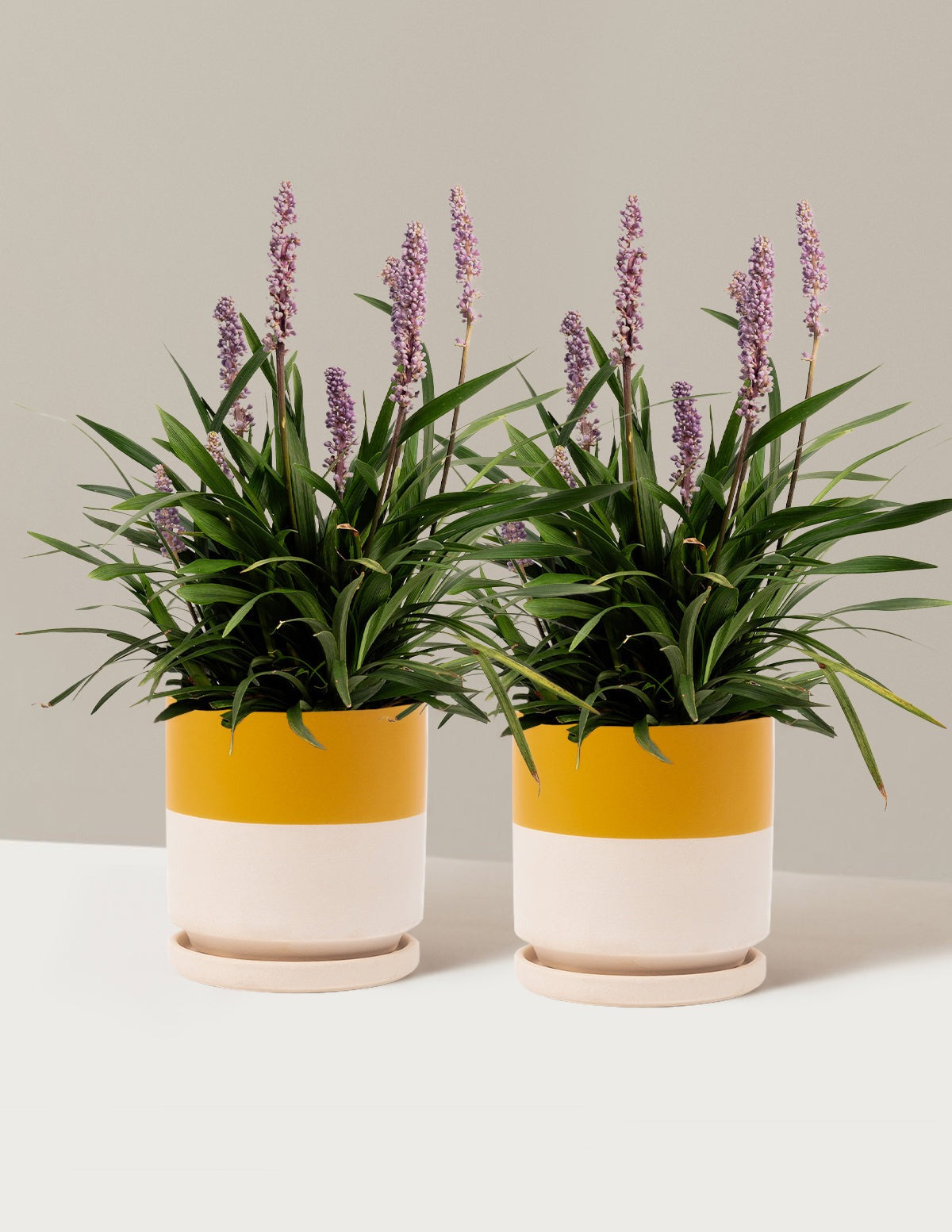 Purple ExplosionTM Lilyturf