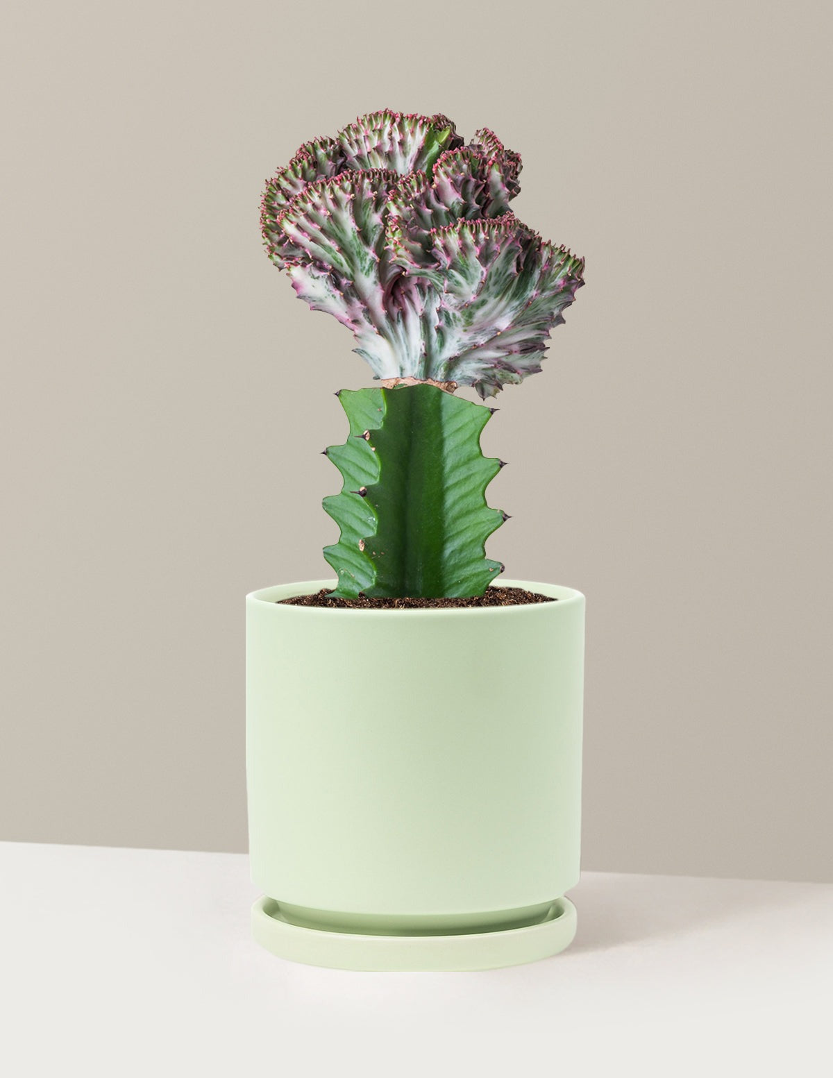 Mermaid Tail Cactus