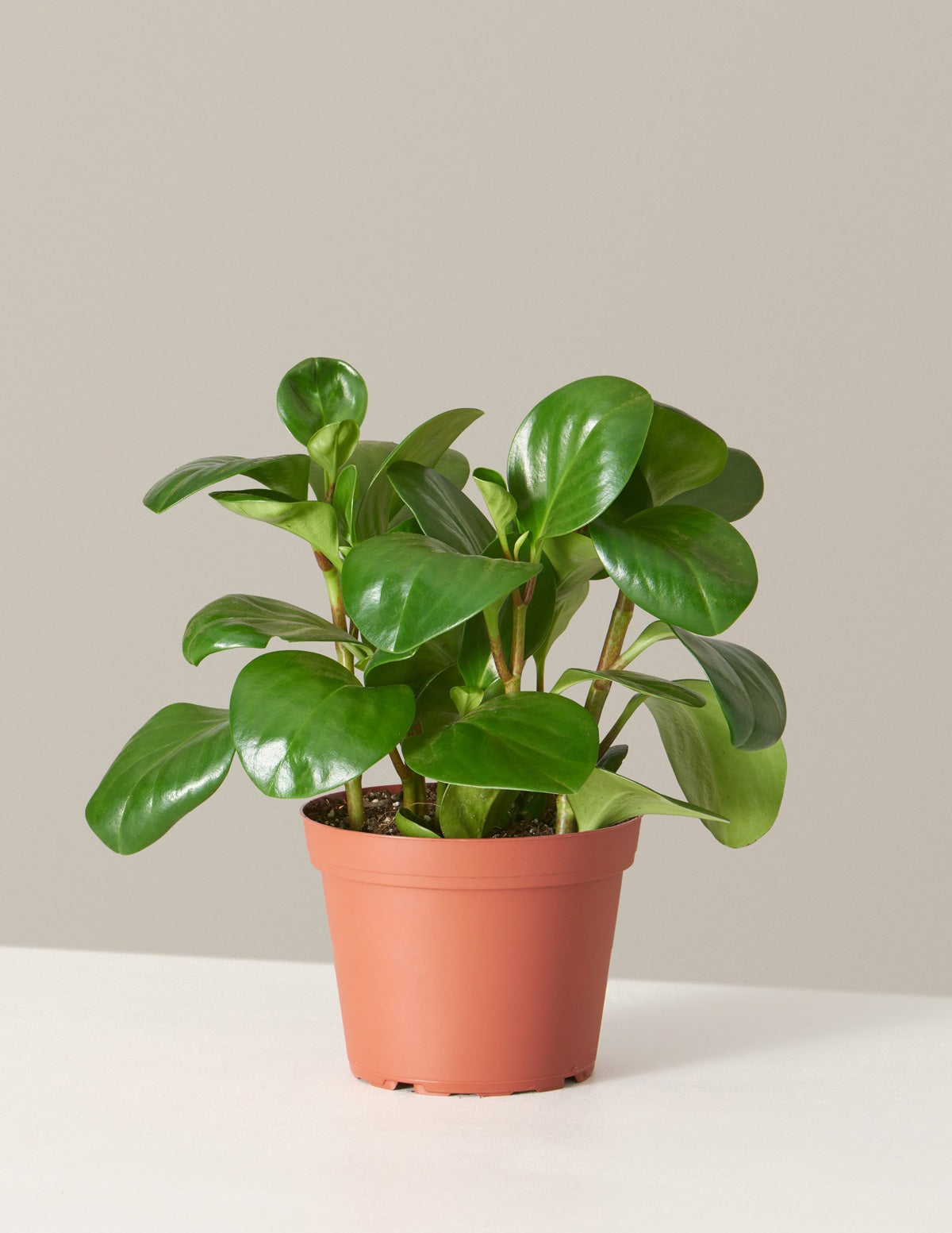 Baby Rubber Plant
