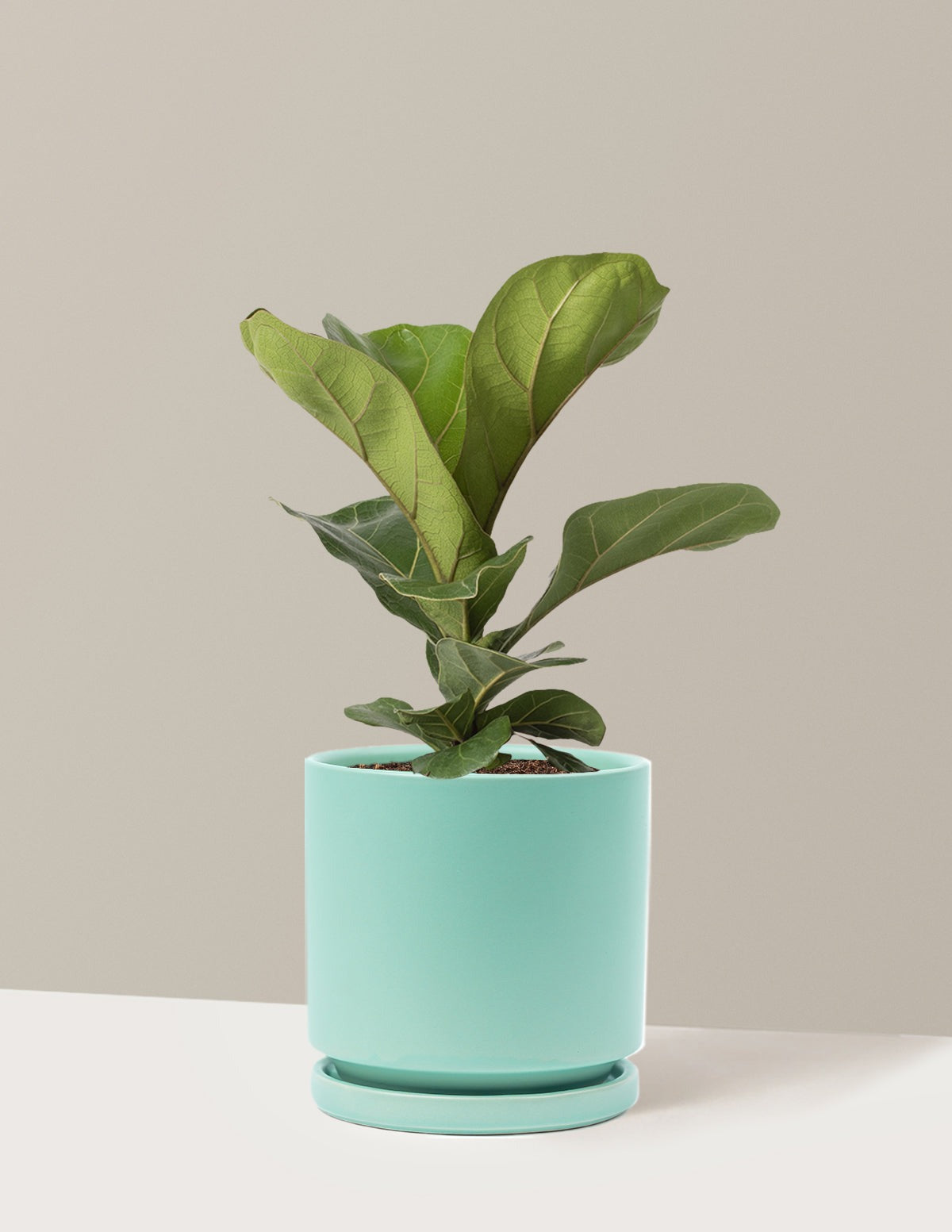 Fiddle Leaf Fig