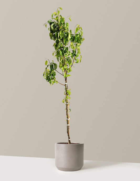 D'Anjou Pear Tree