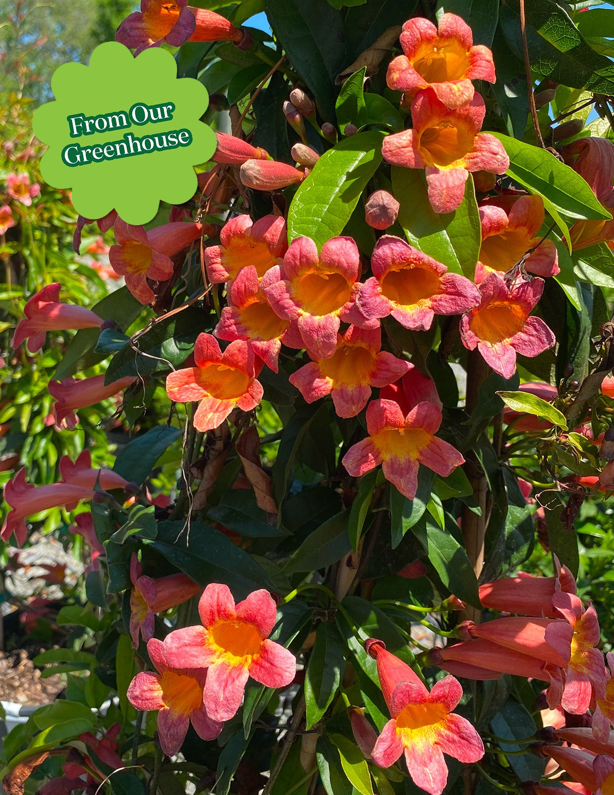 Tangerine Beauty Crossvine