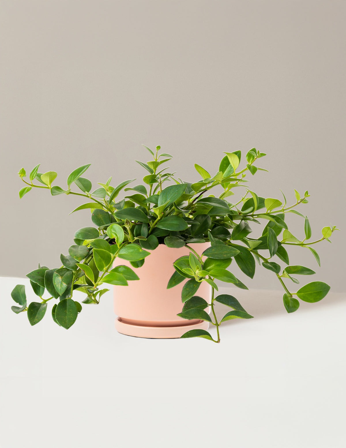 Lipstick Plant