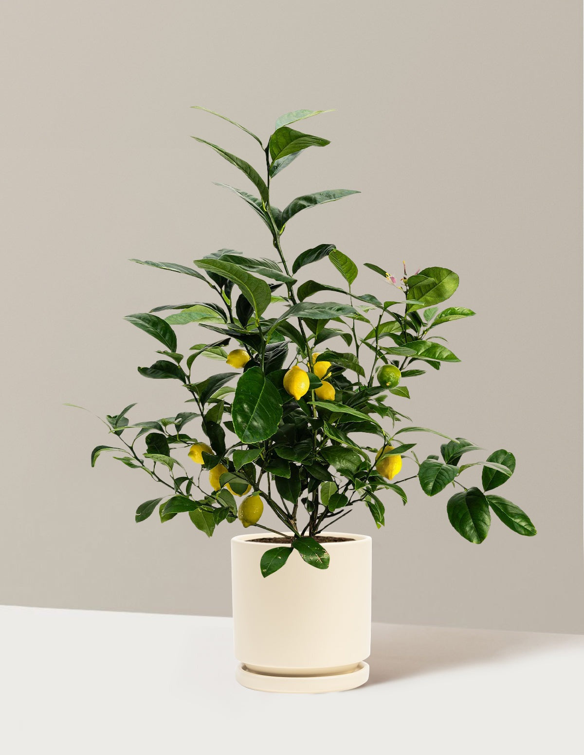 Meyer Lemon