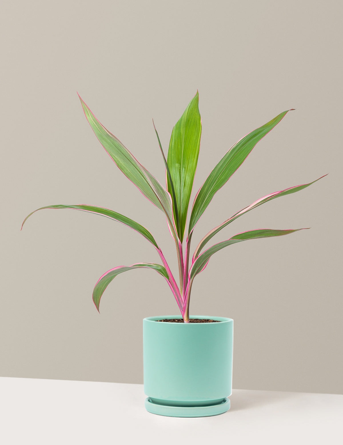 Cordyline Pink Diamond