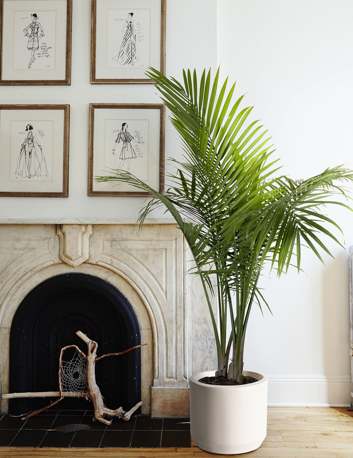Large Majesty Palm