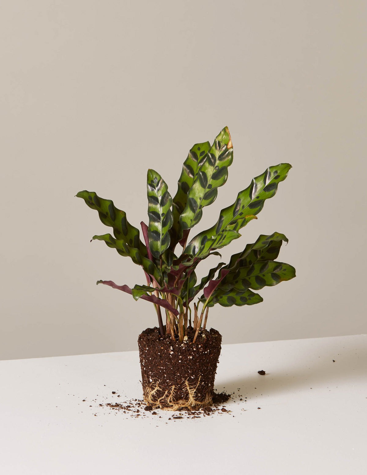 Calathea Rattlesnake