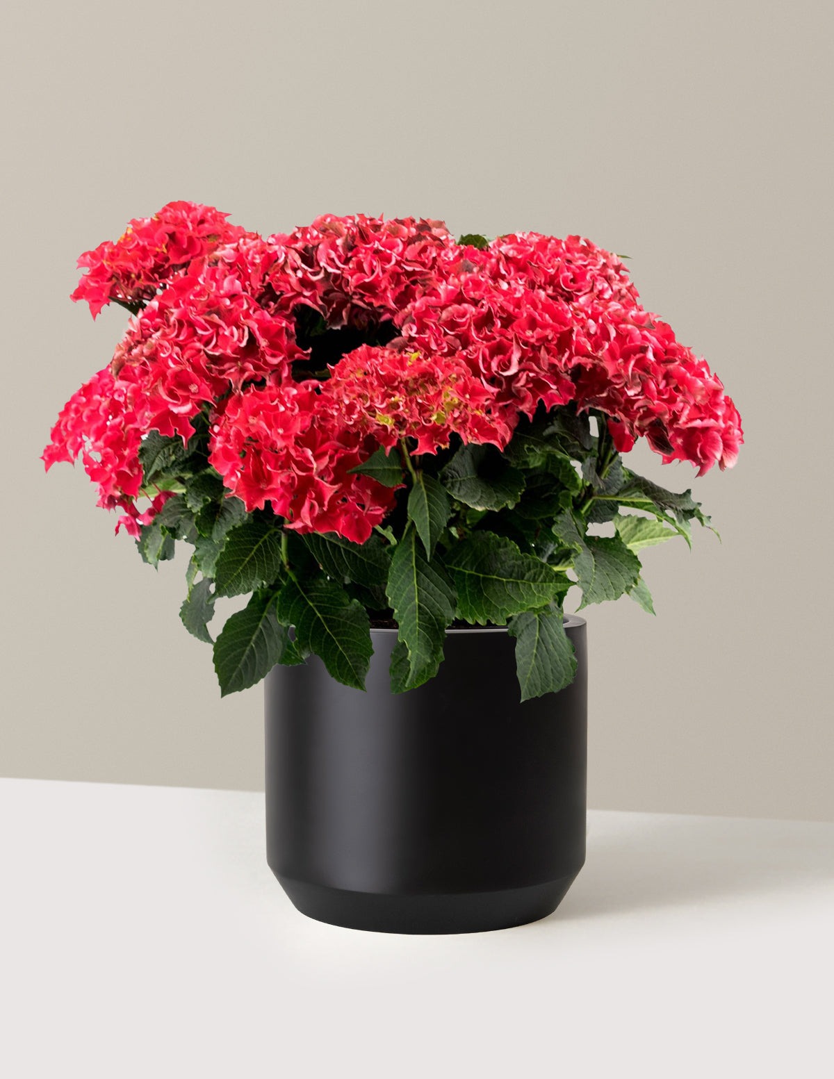 Frill RideTM Hydrangea