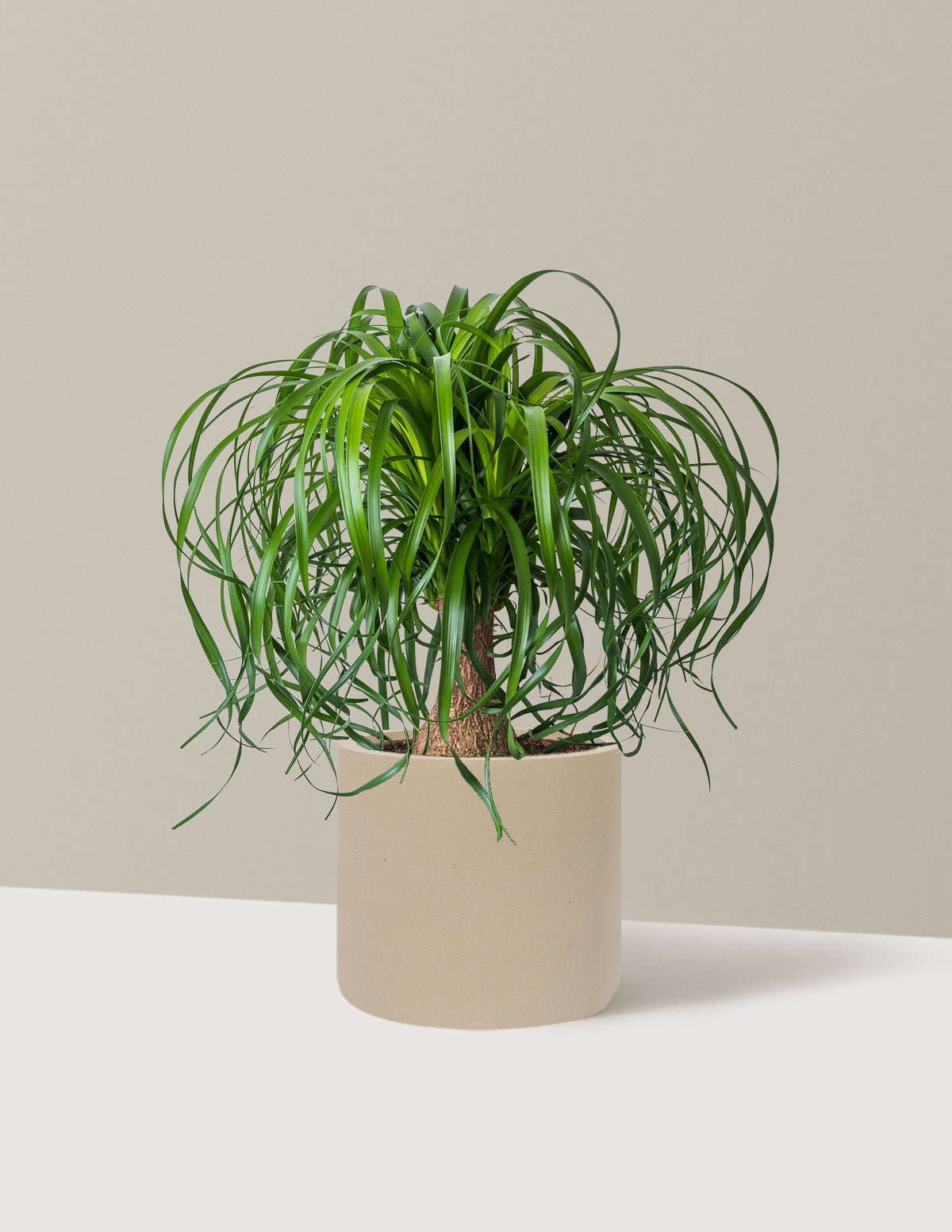 Ponytail Palm