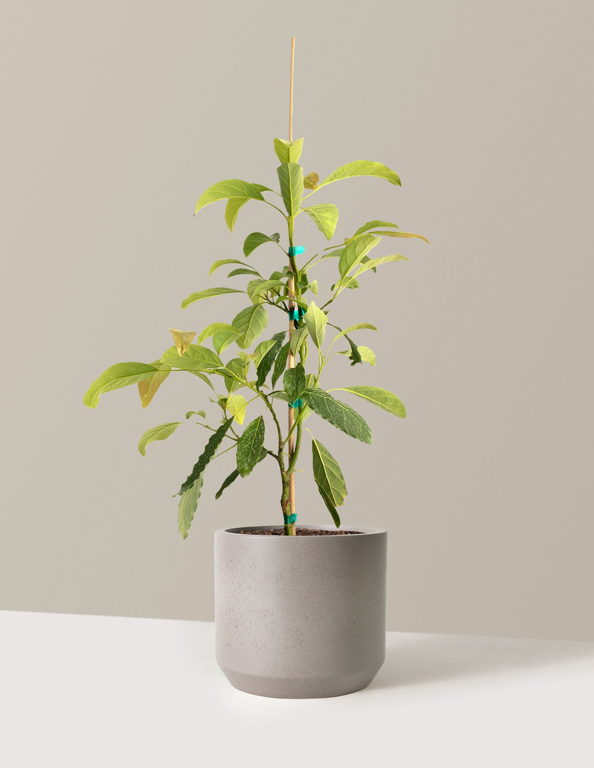 Hass Avocado Tree