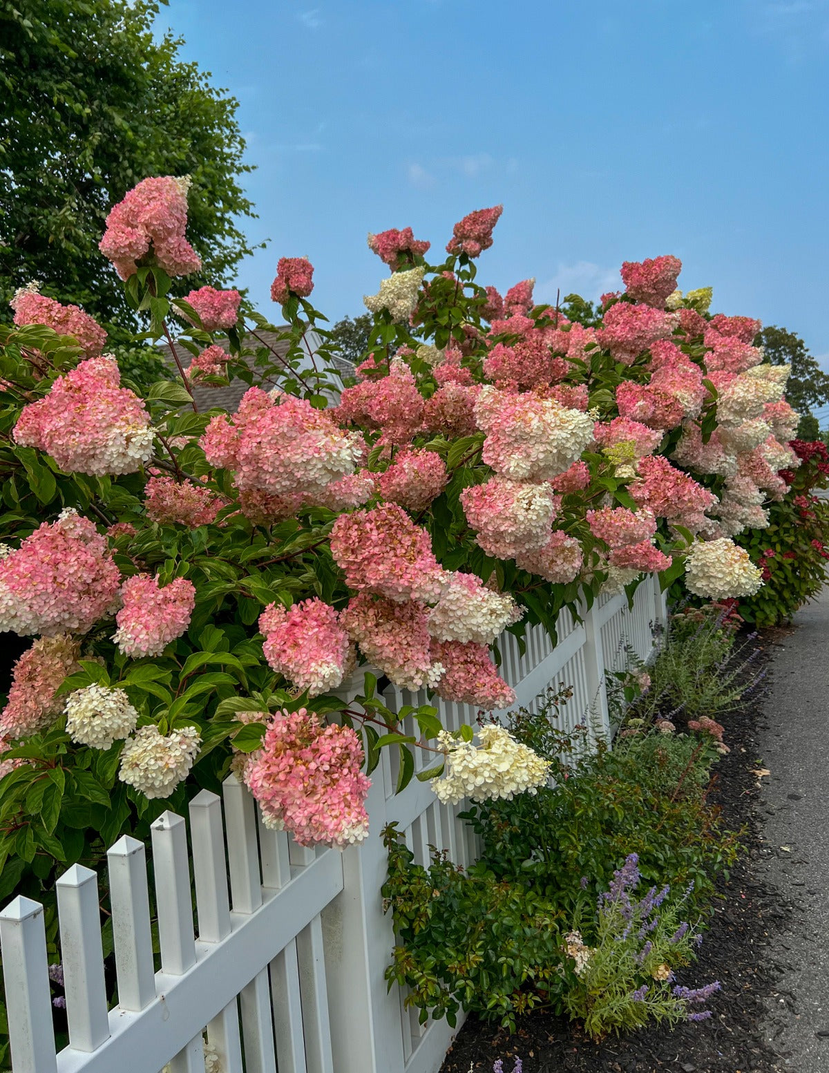Vanilla StrawberryTM Hydrangea