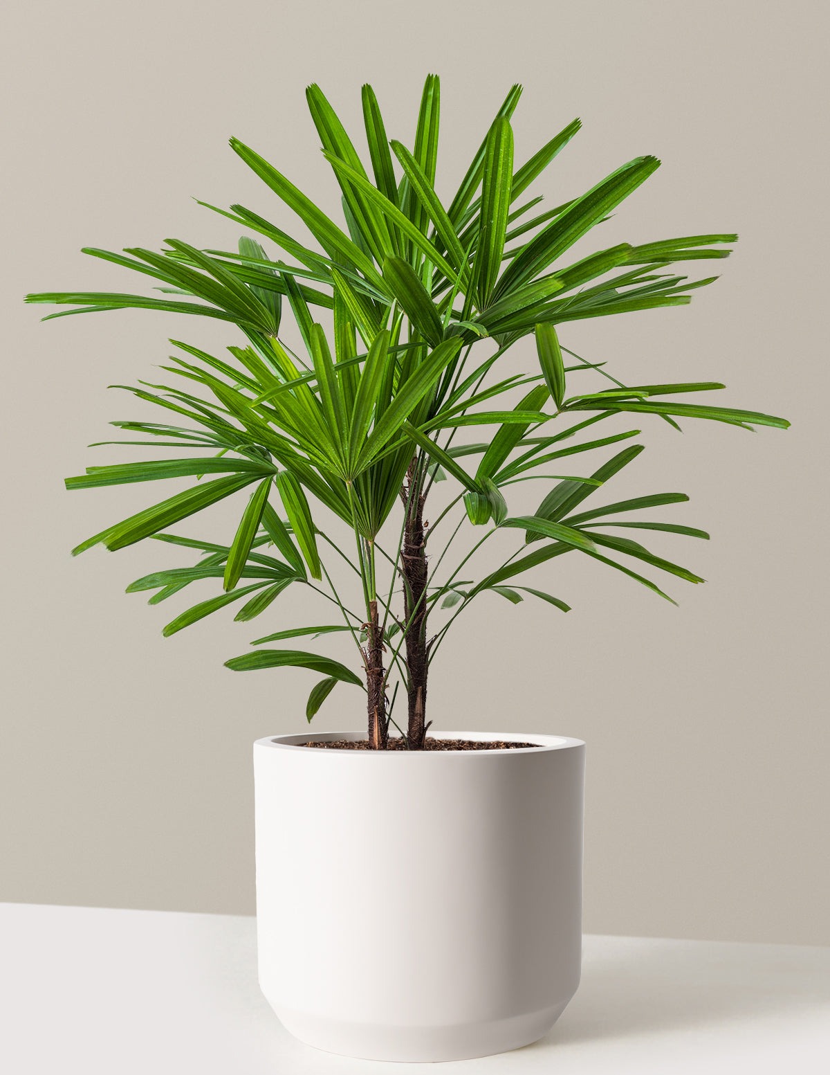 Large Lady Palm