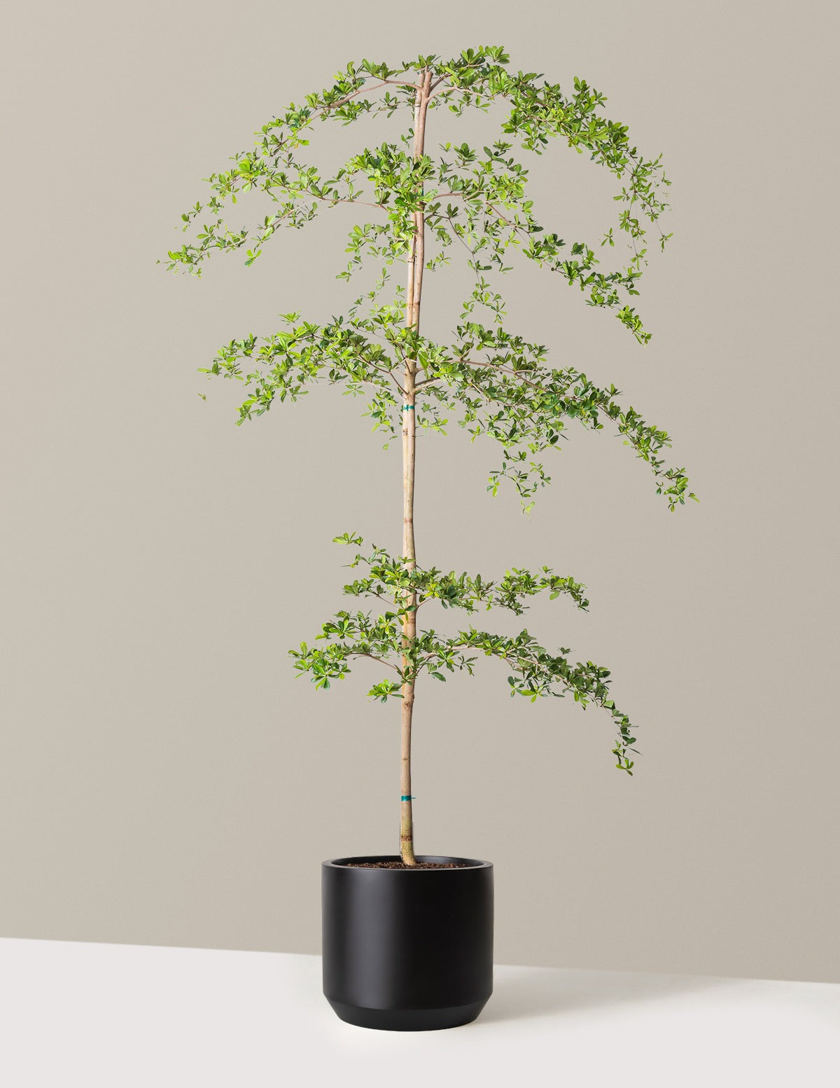 Black Olive Tree