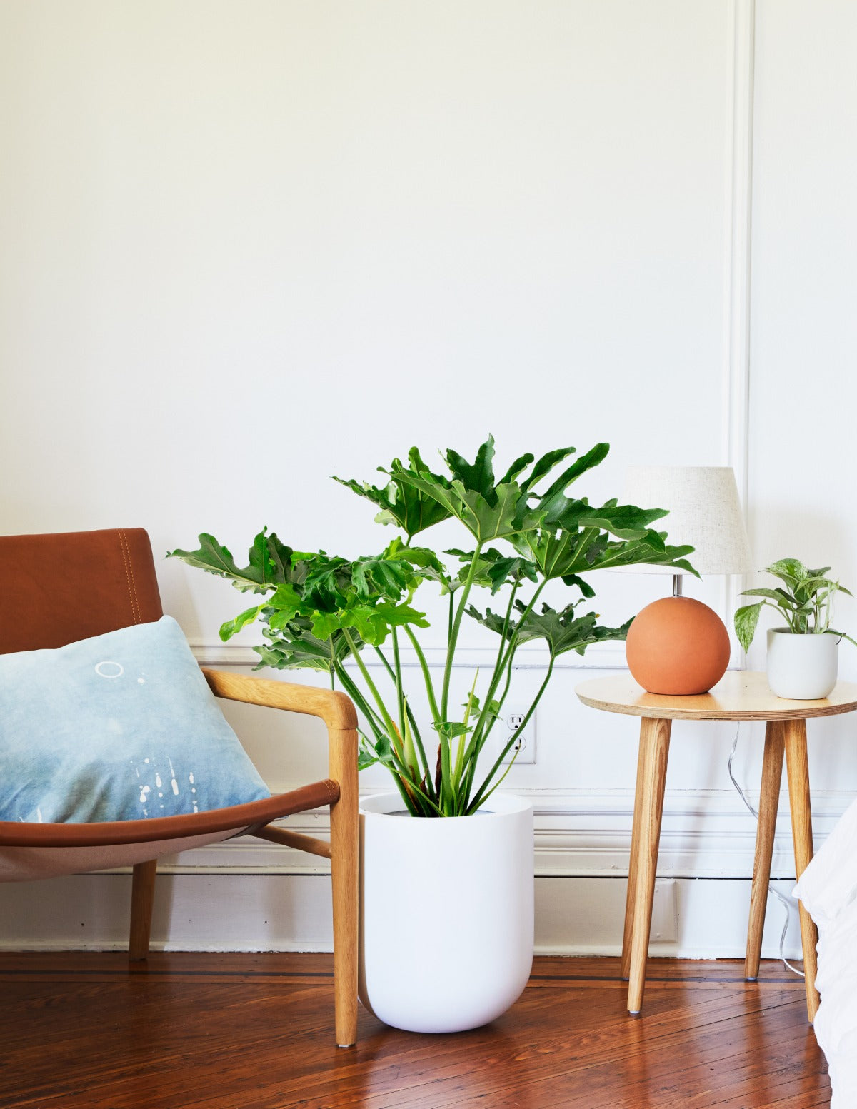 Large Philodendron Selloum Hope