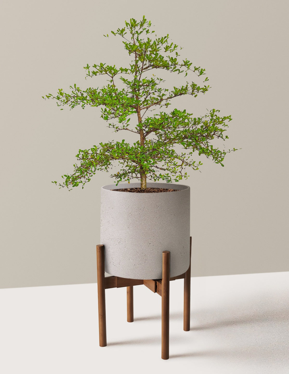 Black Olive Tree