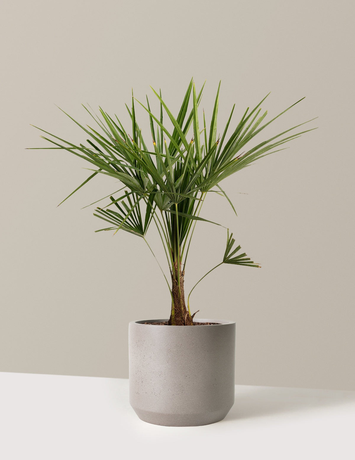Windmill Palm Tree
