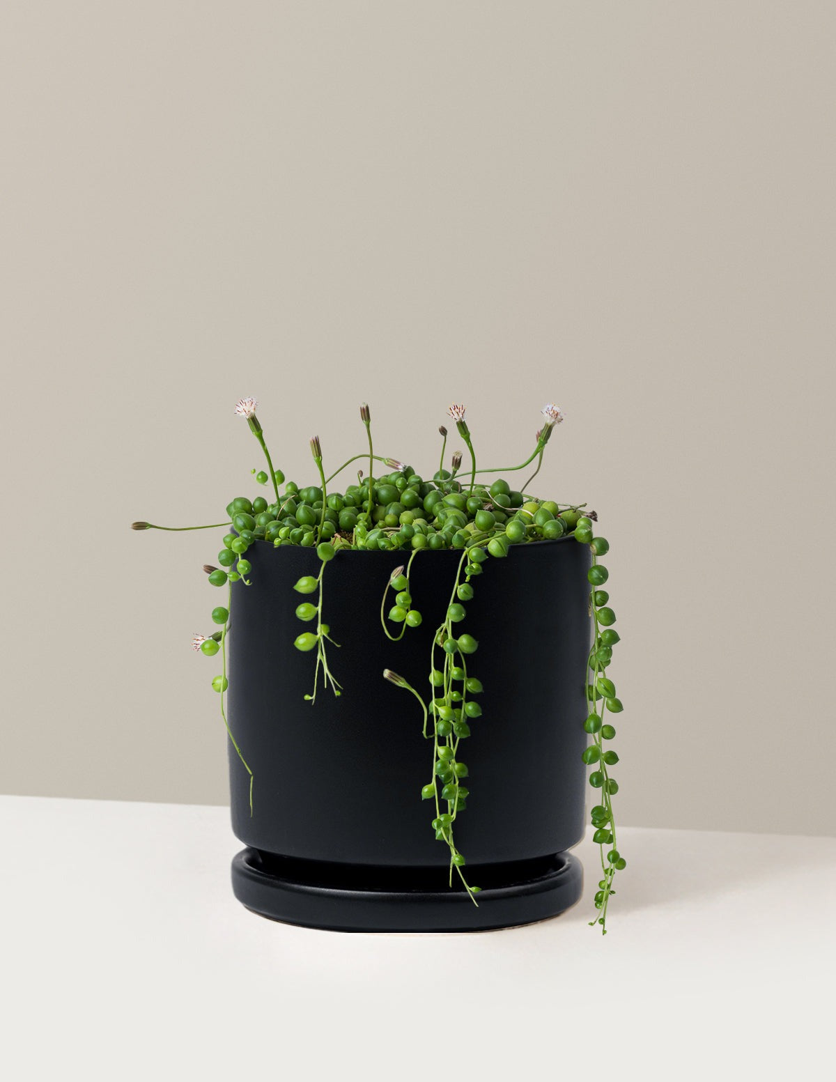 String of Pearls