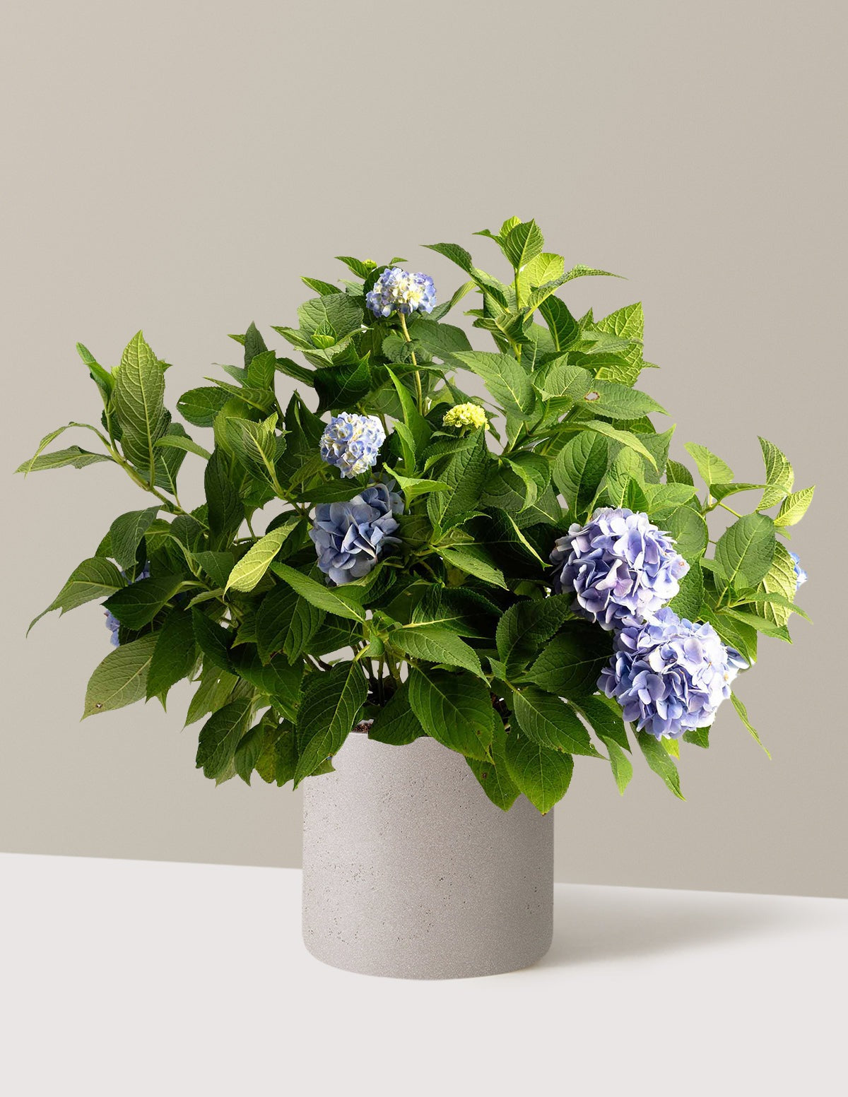 Endless Summer® Hydrangea