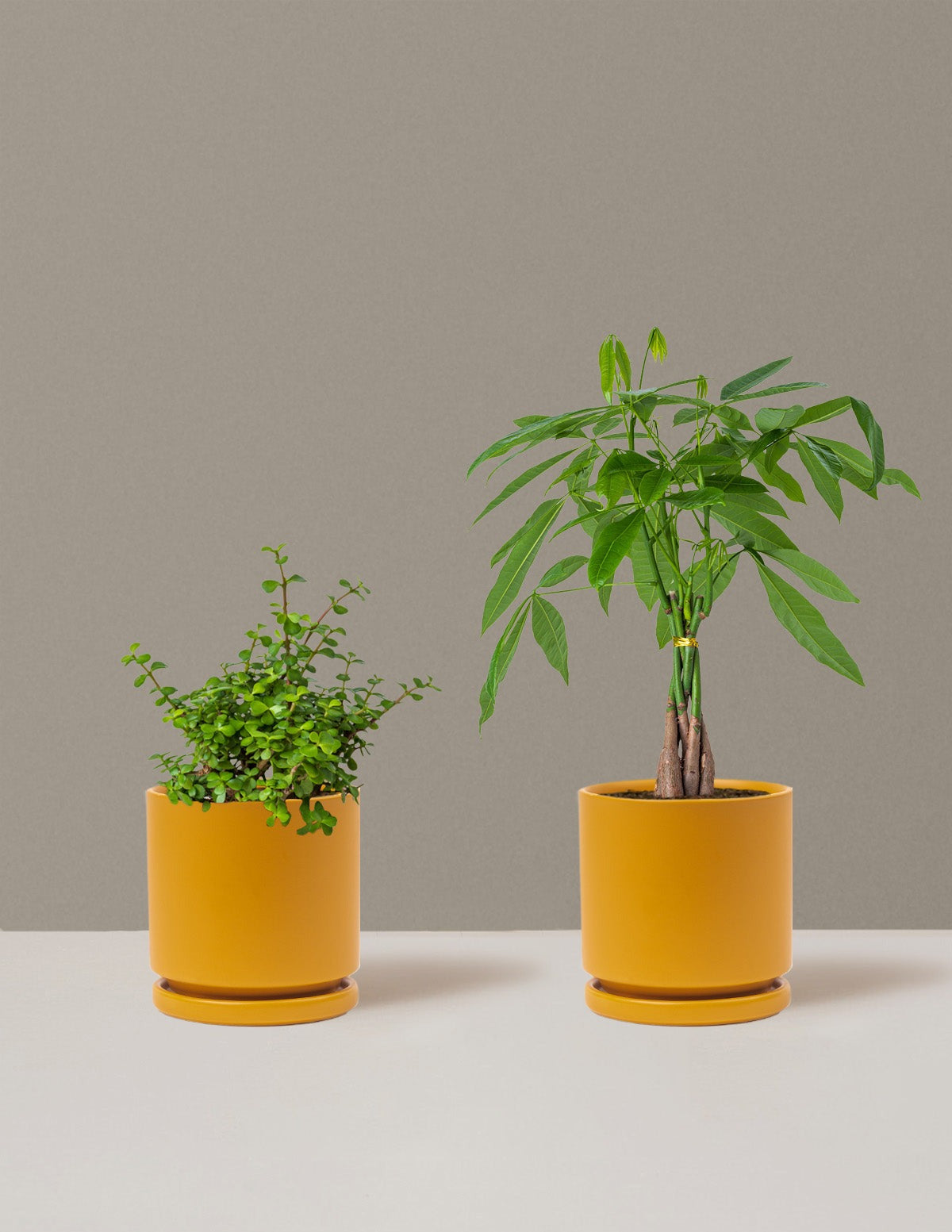 Prosperity Duo