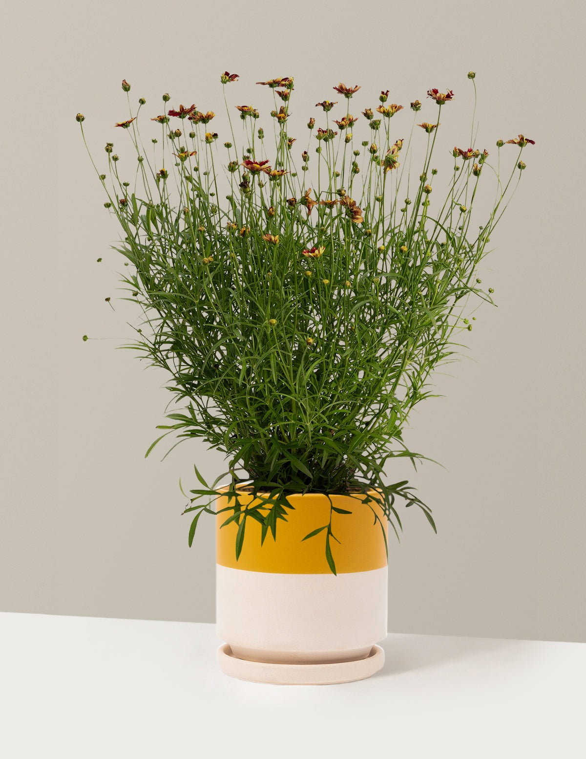 Li'l BangTM Red Elf Coreopsis
