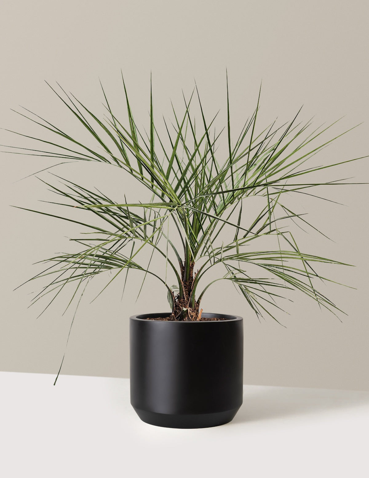 Pindo Palm