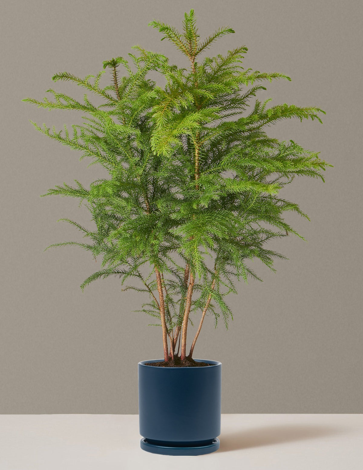 Norfolk Island Pine
