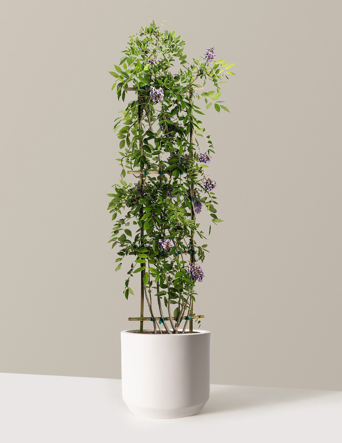 Amethyst Falls Wisteria