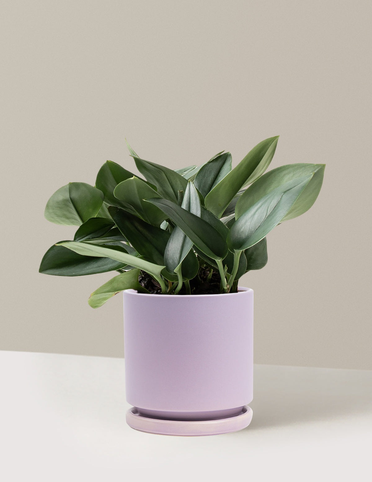 Pothos Sterling Silver