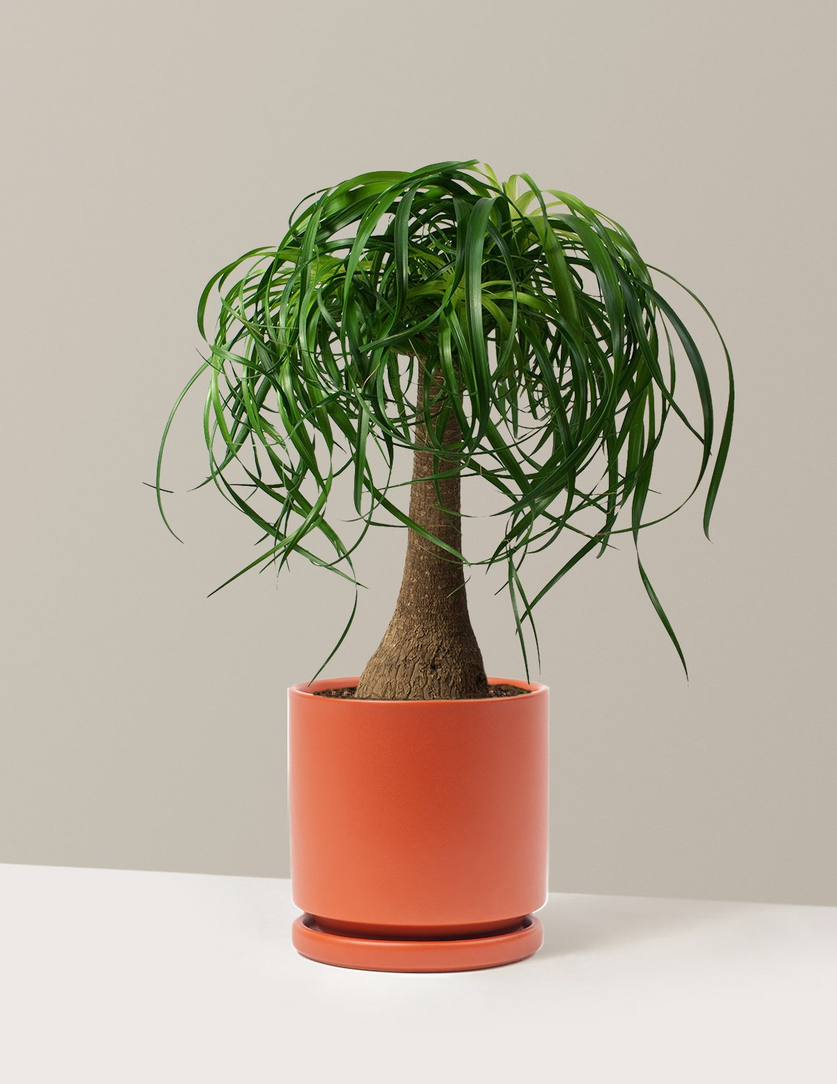 Ponytail Palm
