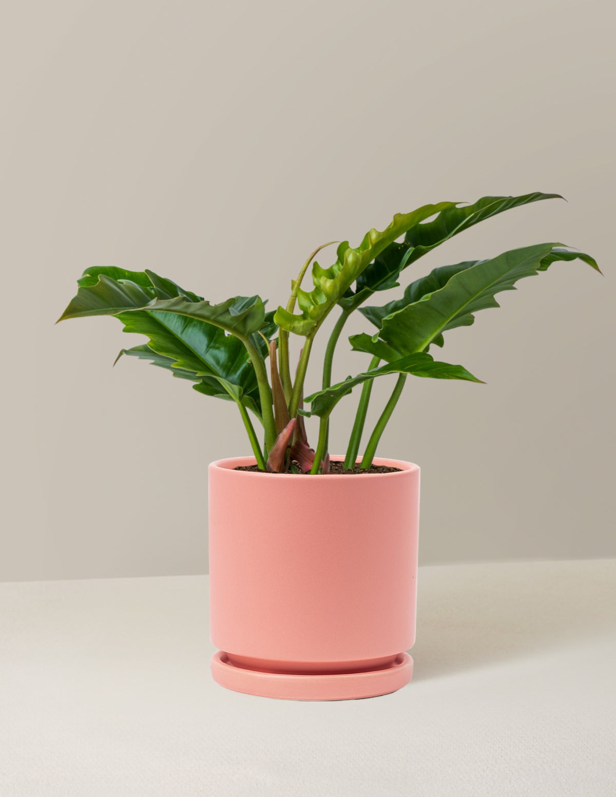 Philodendron Jungle Boogie