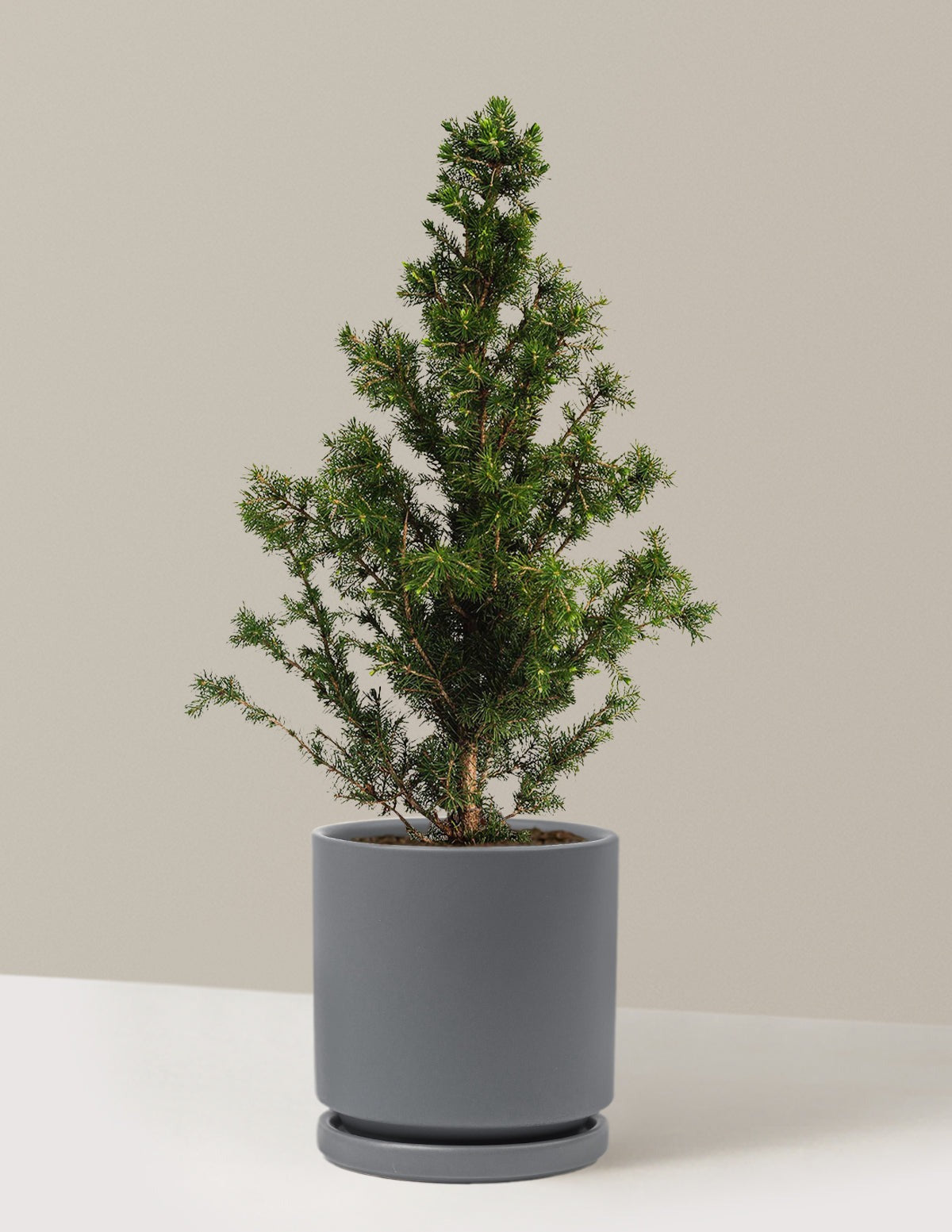 Dwarf Alberta Spruce