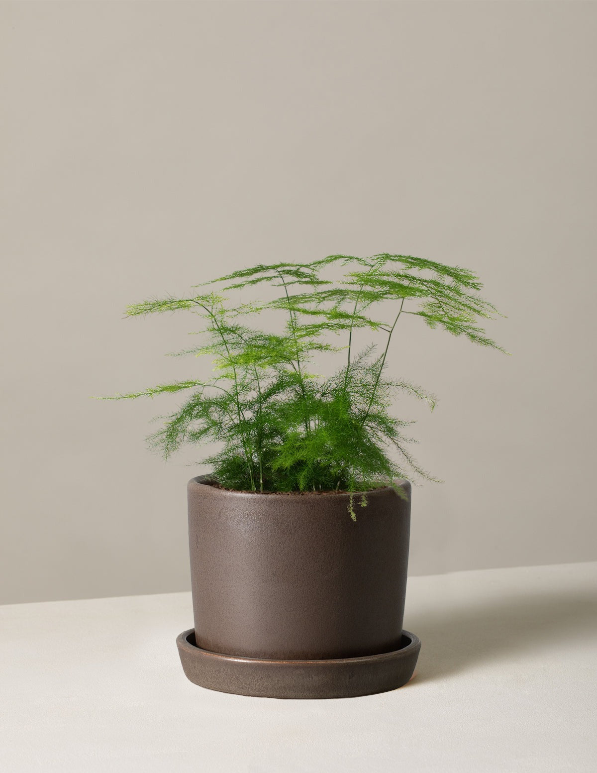 Asparagus Fern