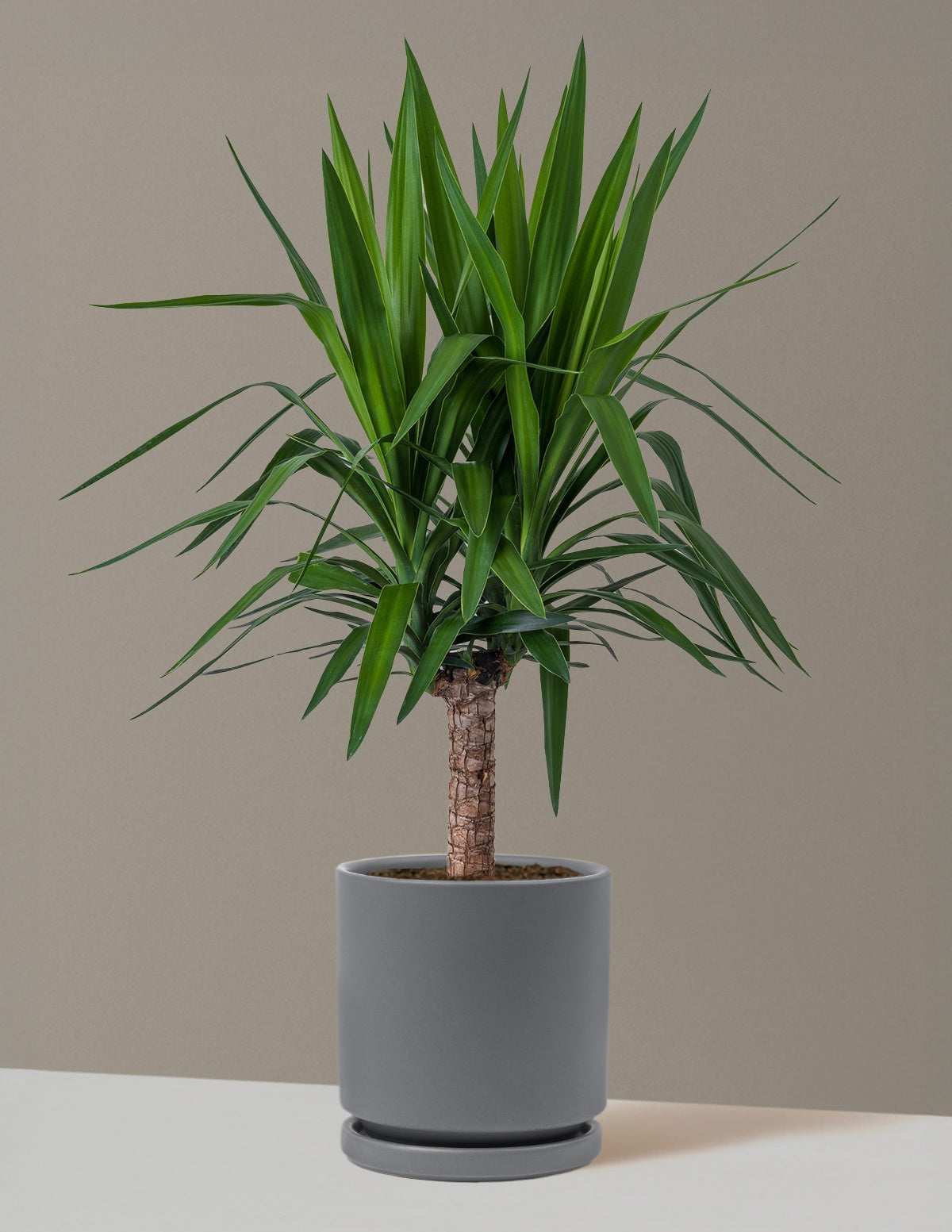 Yucca Plant Single Stem