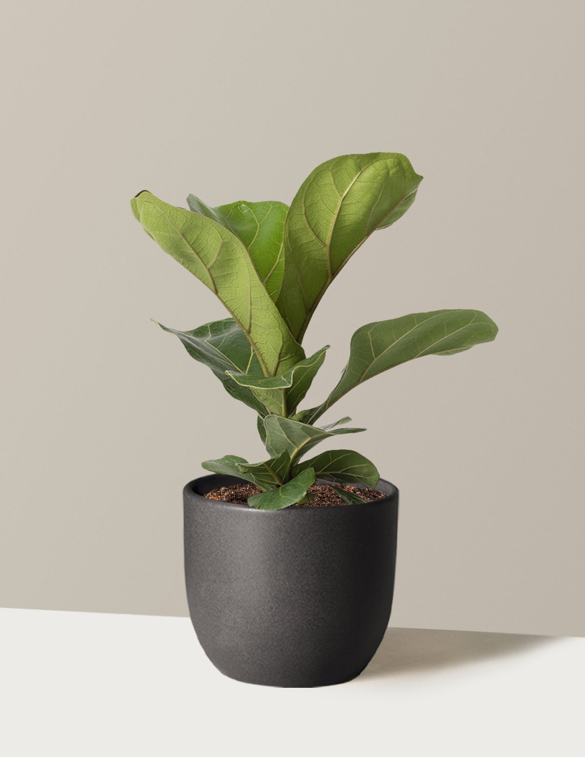 Fiddle Leaf Fig Bush