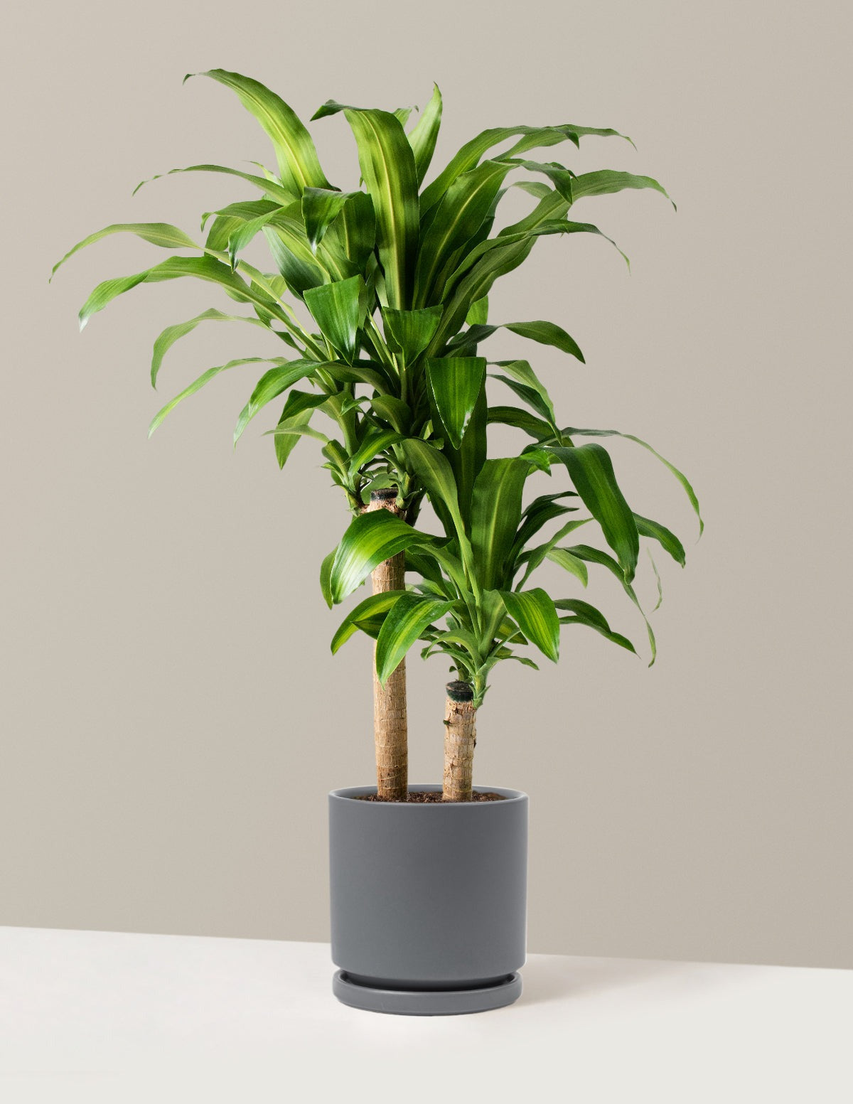 Dracaena Mass Cane