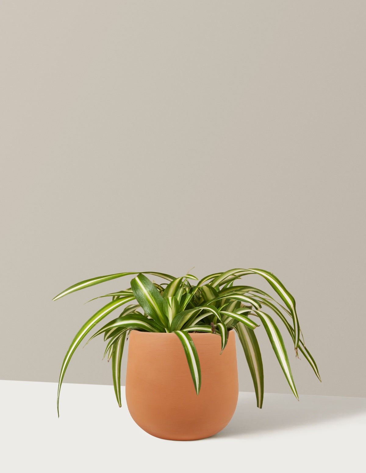 Spider Plant Variegated