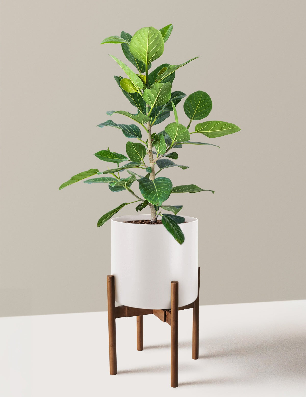 Ficus Audrey Bush