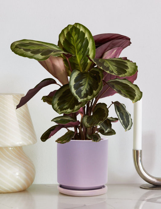 Calathea Medallion