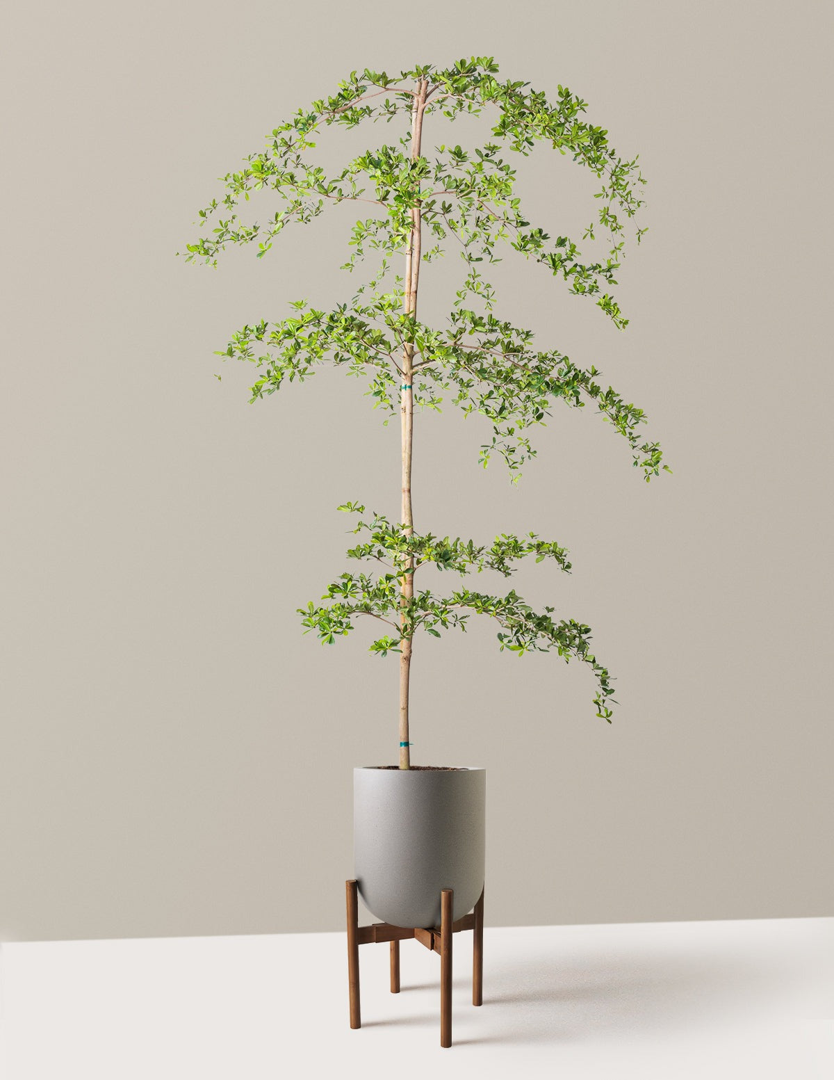 Black Olive Tree