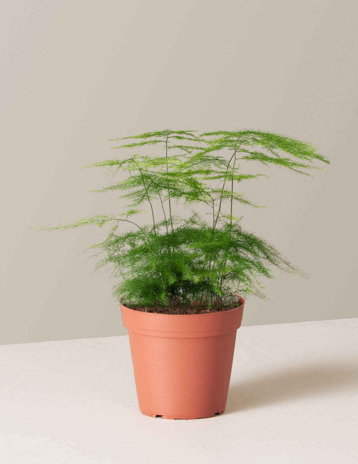 Asparagus Fern