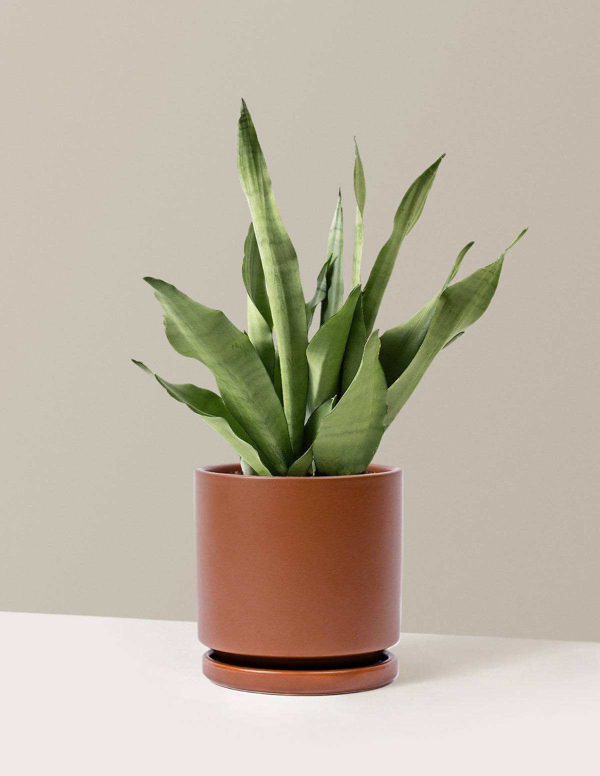 Moonshine Snake Plant